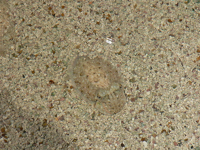 File:Camouflage.jpg