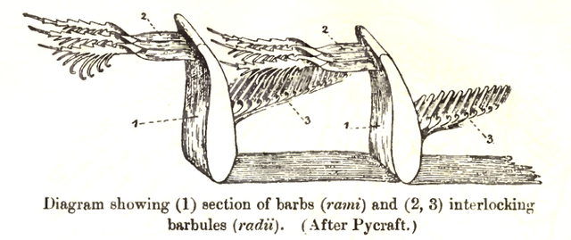 File:FeatherLocking.png