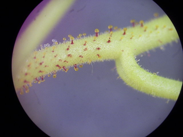 File:DroseraIndicaEmergences.JPG