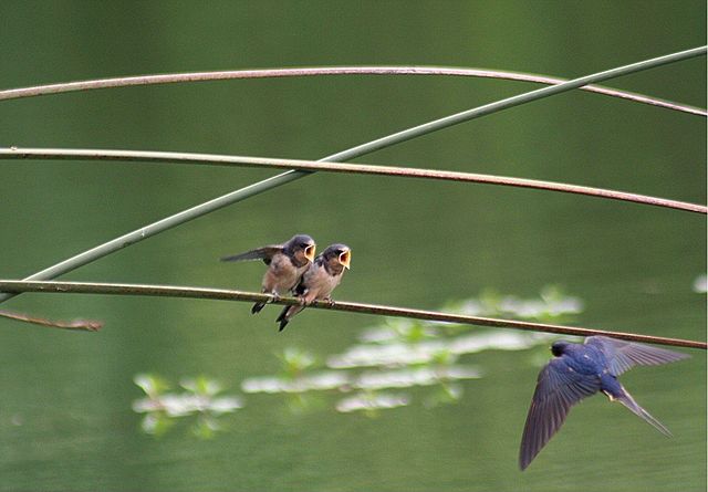 File:Chicks swallow.jpg