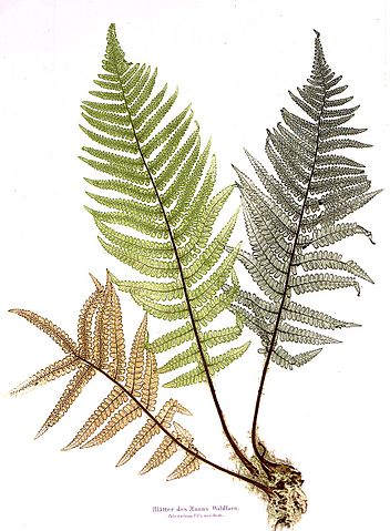 File:Nature print, Alois Auer .jpg
