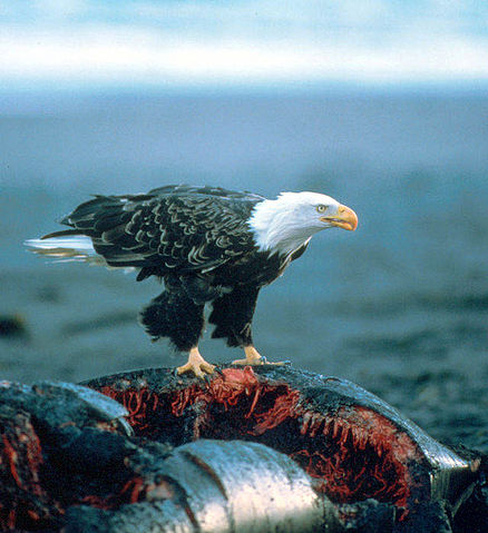 File:Haliaeetus leucocephalus-whale-USFWS.jpg
