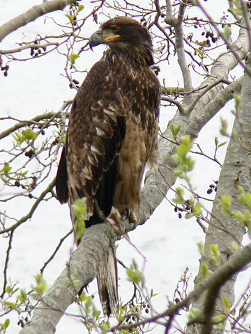 File:Haliaeetus leucocephalus 38319.JPG