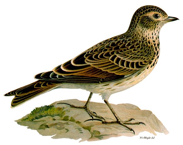 File:Alauda arvensis.jpg