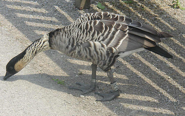 File:Branta sandvicensis -WWT Slimbridge, Gloucestershire, England-8a.jpg