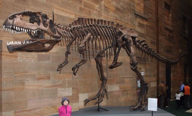 File:Giganotosaurus AustMus email.jpg