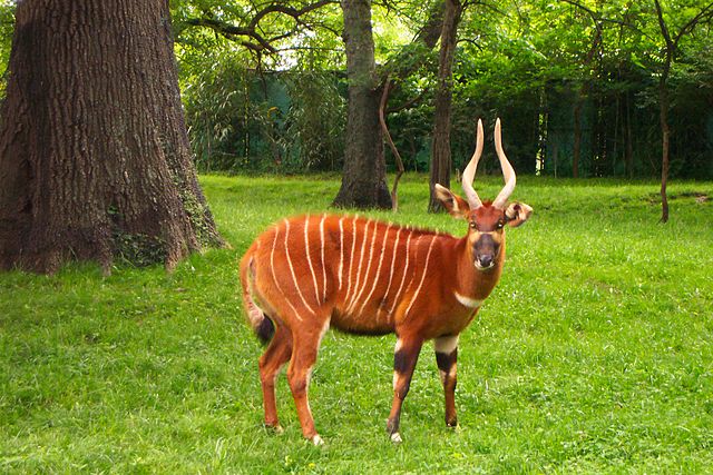 File:Bongo NashvilleZoo.jpg