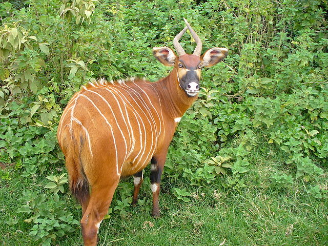 File:Mountain bongo mount kenya.jpg