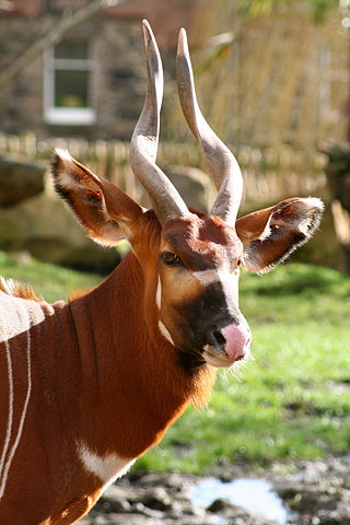 File:Eastern Bongo at Edinburgh Zoo.jpg