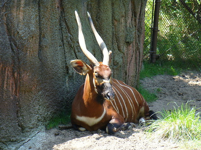 File:JohnBallZooBongo.JPG