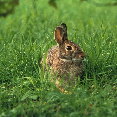 File:Sylvilagus floridanus.jpg