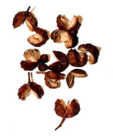 File:Poivre du Sichuan 001.jpg
