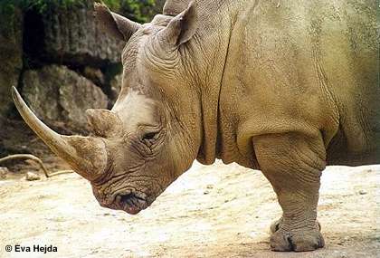 File:Breitmaulnashorn (Ceratotherium simum).jpg