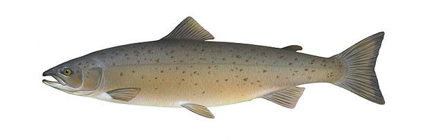 File:Salmo salar.jpg