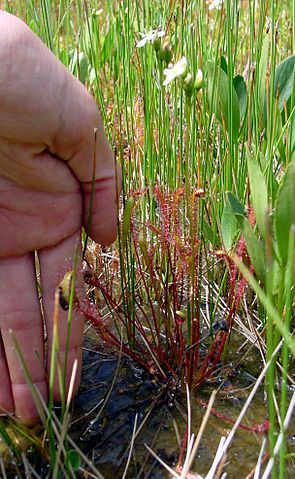File:Drosera anglica habit.jpg