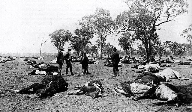 File:Cattle poison.jpg