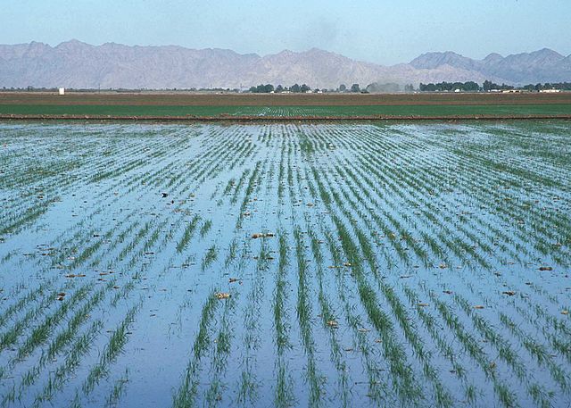 File:LevelBasinFloodIrrigation.JPG