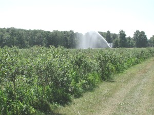 File:Irrigated blueberries4046.jpg