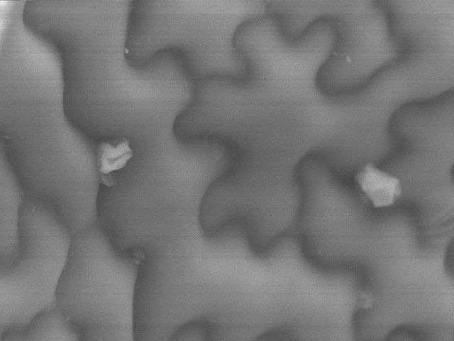 File:Arabidopsis-epiderm-conidiospore-hyaloperonospora-parasitica.jpg