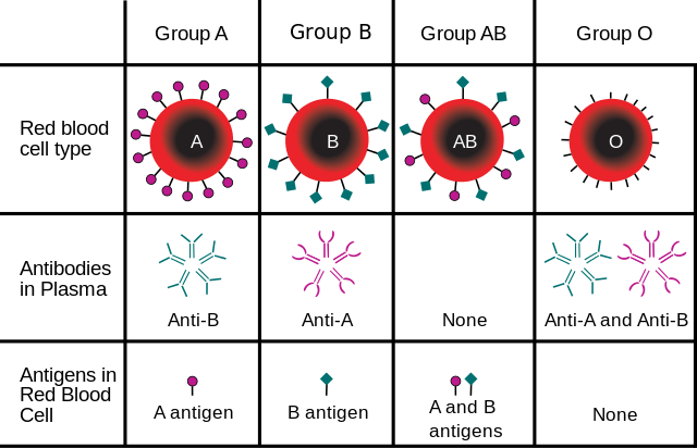 File:ABO blood type.svg