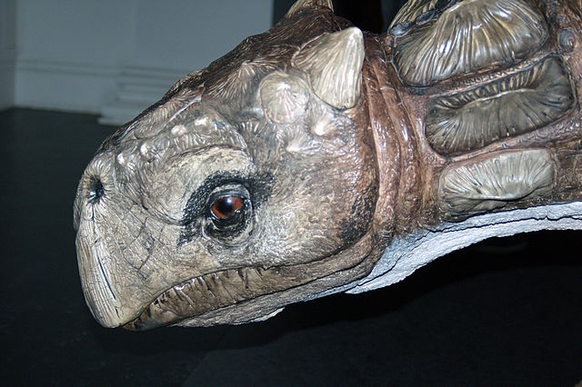 File:Minmi model aus.jpg
