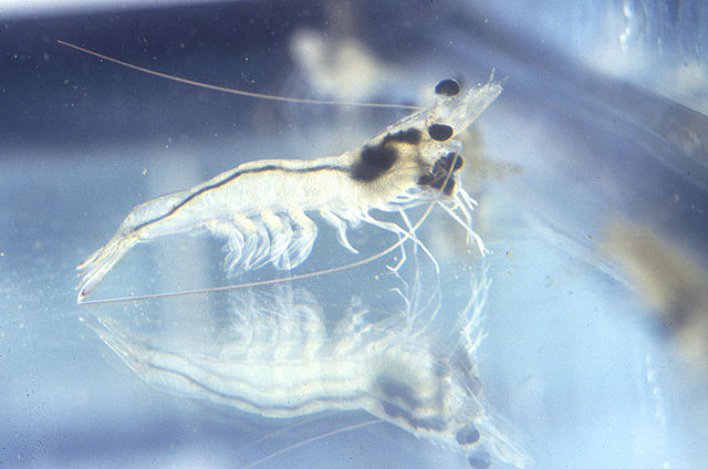 File:Penaeus vannamei 01.jpg