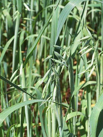 File:Avena sativa L.jpg