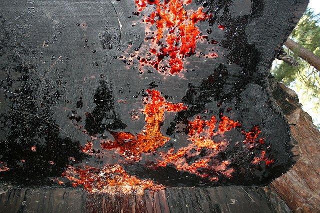 File:Sequoia-sap.jpg