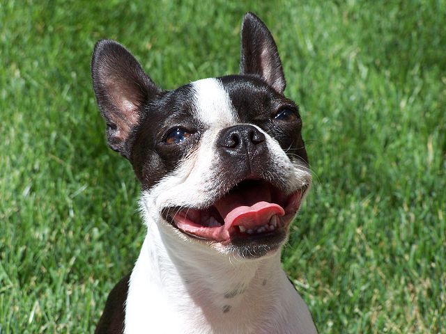 File:Lucywithtongue.JPG