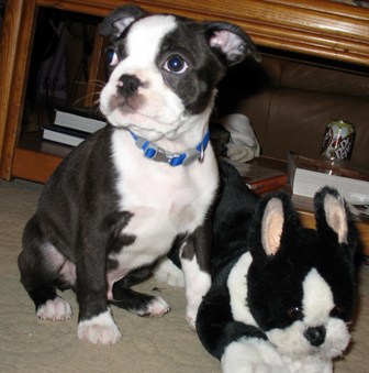 File:Boston Terrier 3 Months.JPG