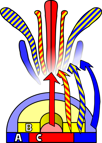 File:ABC flower development.svg