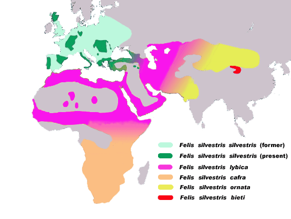 File:Felis-silvestris2.png