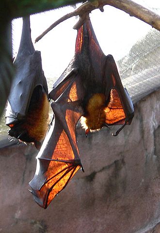 File:Pteropus vampyrus1.jpg