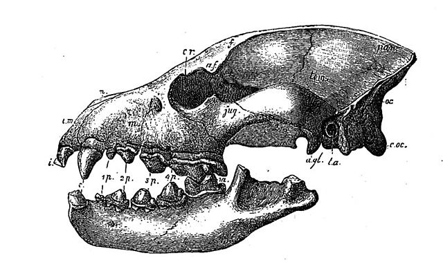 File:Hyaena eximia head.jpg