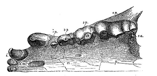 File:Hyaena eximia jaw.jpg