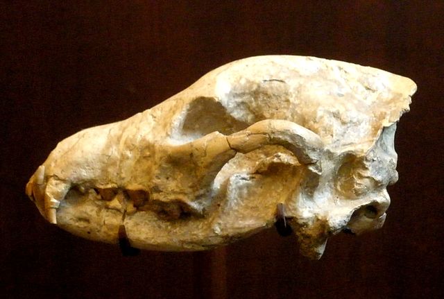 File:Ictitherium viverrinum.JPG