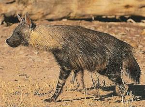 File:Parahyaena brunnea 3.jpg