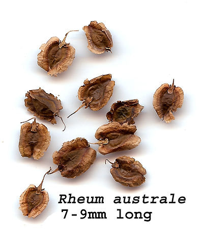 File:Rheumaustrale.jpg