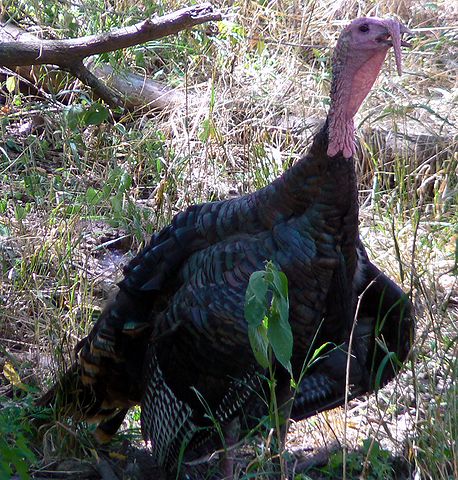 File:Meleagris gallopavo Wild Turkey.jpg