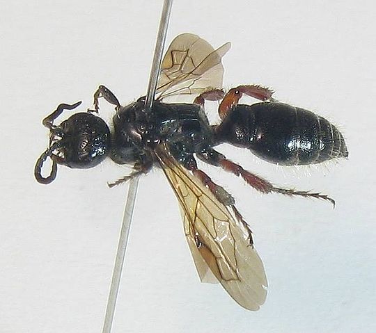 File:Tiphia.jpg