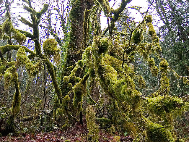 File:Mossopolis.jpg