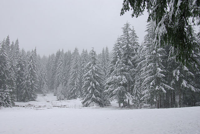 File:Douglaswinter.jpg