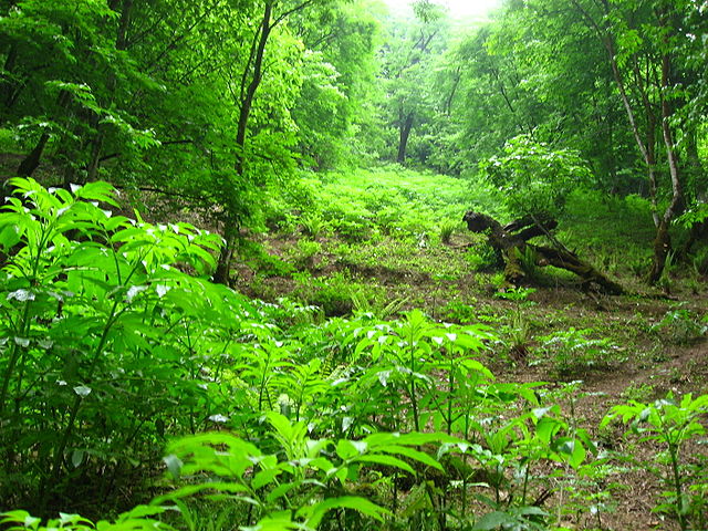 File:Ghaleye Rud Khan (14).JPG