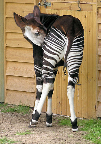 File:Okapi from the rear arp.jpg