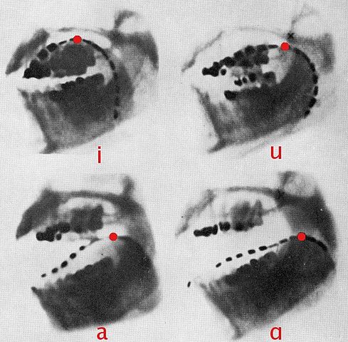 File:Cardinal vowels-Jones x-ray.jpg
