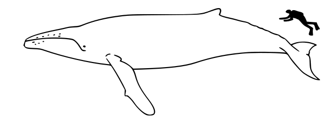 File:Humpback whale size.svg