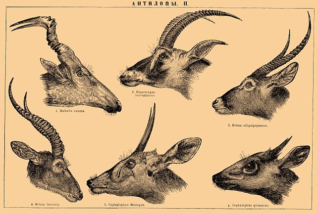 File:Brockhaus and Efron Encyclopedic Dictionary b2 844-2.jpg