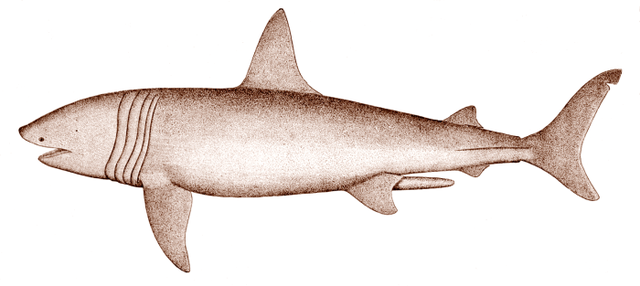 File:Basking shark.png