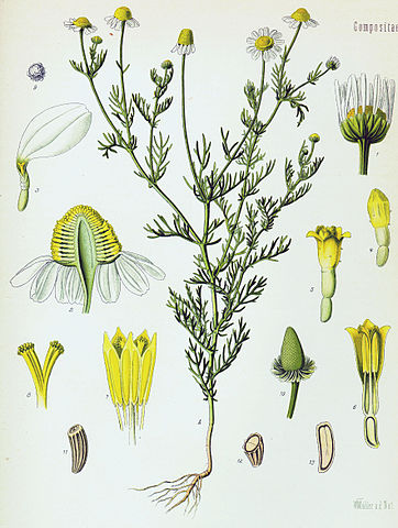 File:Matricaria recutita - K&ouml;hler&ndash;s Medizinal-Pflanzen-091.jpg