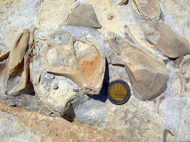 File:JurassicMarineIsrael.JPG